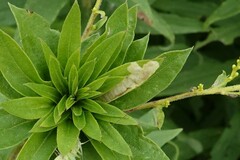 Calycomyza solidaginis