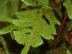 Stereodon subimponens