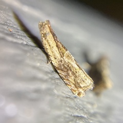 Melanodaedala scopulosana