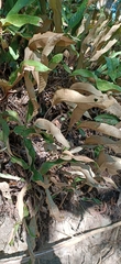 Pyrrosia lingua