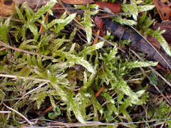 Homalothecium megaptilum