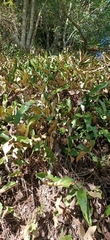 Pyrrosia lingua