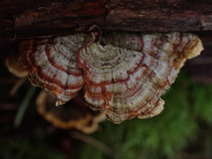 Stereum subtomentosum