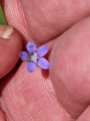 Wahlenbergia gracilis