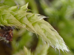 Homalothecium megaptilum