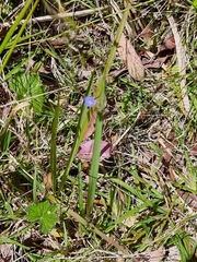 Wahlenbergia gracilis