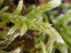 Homalothecium megaptilum