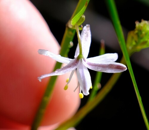 Image of Caesia micrantha by (c) Peter Crowcroft, some rights reserved (CC BY)