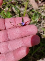 Wahlenbergia gracilis