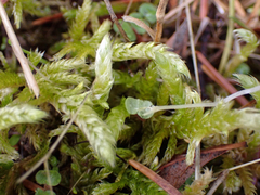 Homalothecium megaptilum