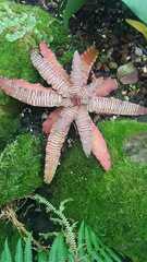Cryptanthus