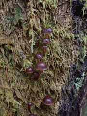 Mycena maculata