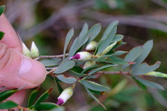 Australian Mint Bush (Conostephium)