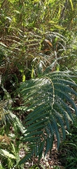 Woodwardia prolifera