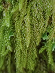 Hypnum circinale