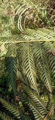 Woodwardia prolifera
