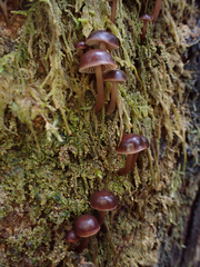 Mycena maculata