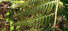 Woodwardia prolifera