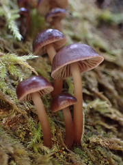 Mycena maculata