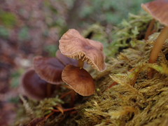 Mycena maculata