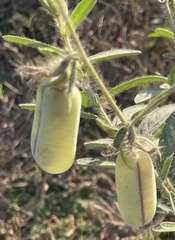Crotalaria juncea