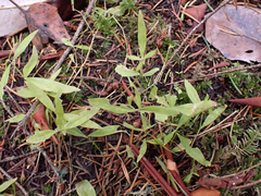 Moehringia macrophylla