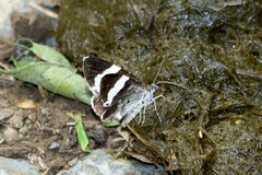 Trichodezia albovittata