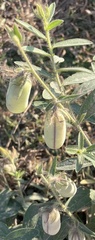 Crotalaria juncea