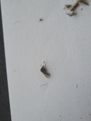 Aedes notoscriptus
