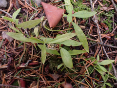 Moehringia macrophylla