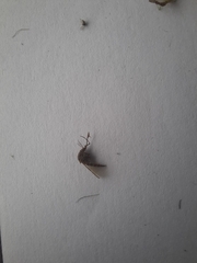 Aedes notoscriptus