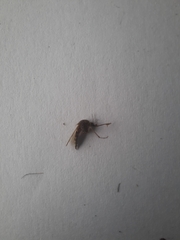 Aedes notoscriptus