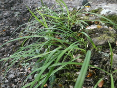 Arthropodium candidum