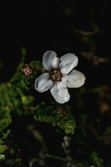 Adenandra brachyphylla