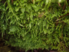 Plagiothecium denticulatum