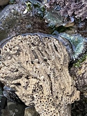 Phragmatopoma californica image