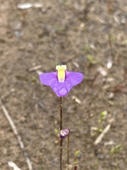 Utricularia benthamii