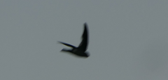 Aerodramus terraereginae