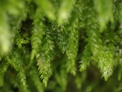 Plagiothecium denticulatum