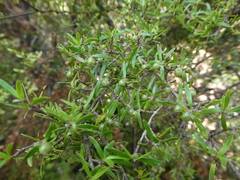 Coprosma microcarpa
