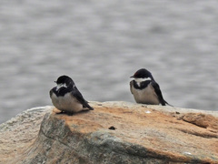 Hirundo albigularis