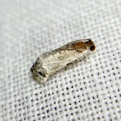 Oriodryas olbophora