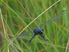 Trithemis furva