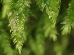 Plagiothecium denticulatum