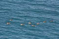 Branta canadensis