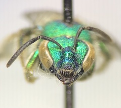 Paraugochloropsis