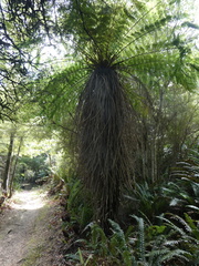 Cyathea smithii