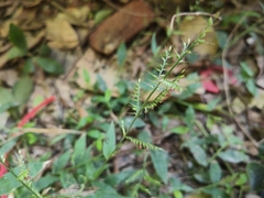 Oplismenus compositus