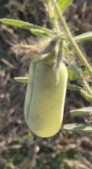 Crotalaria juncea