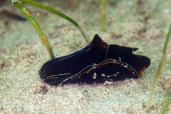 Philinopsis speciosa